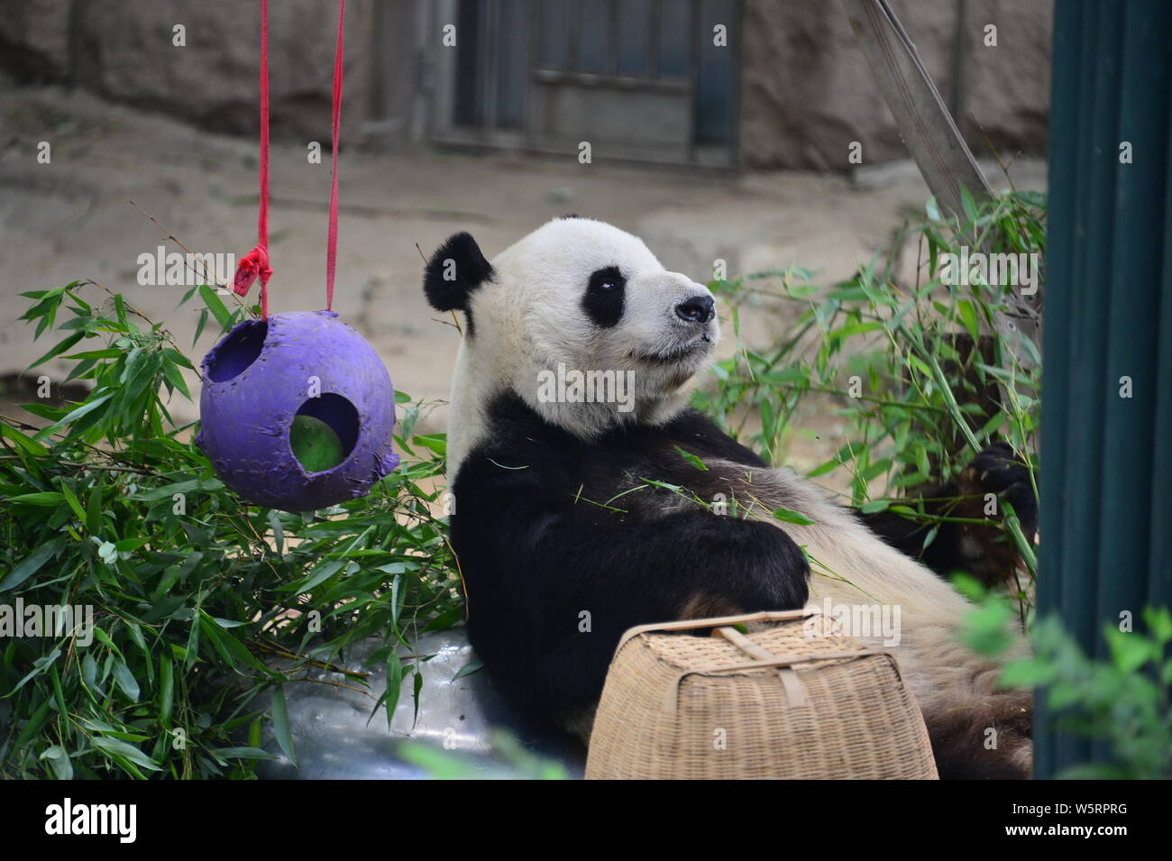 Ein riesiger Panda liegt in der Beijing Zoo in Peking, China, 17. Juni 2019. Stockfoto