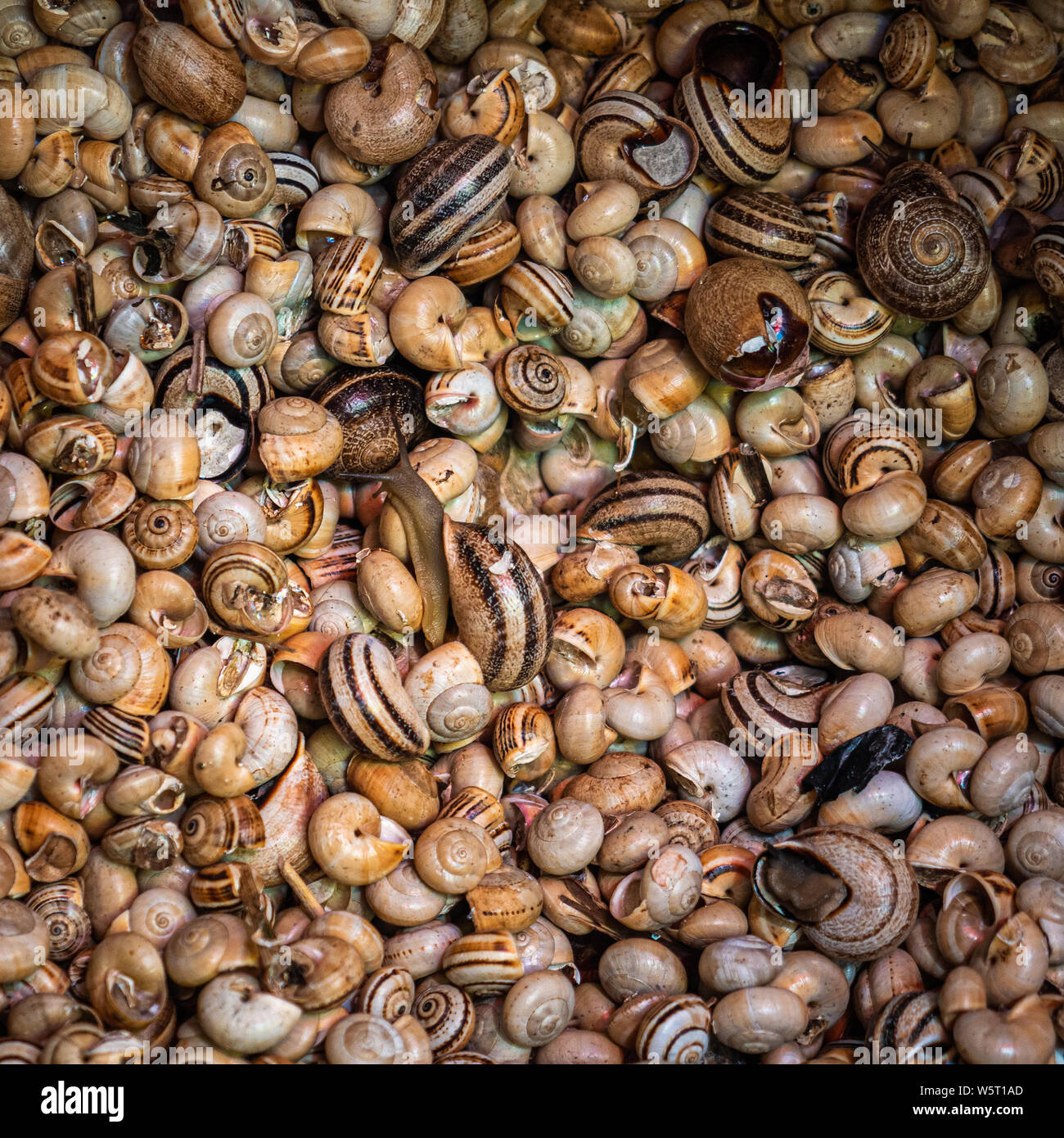 Eine Nahaufnahme von Raw Schnecken in Muscheln lebendig für den Verkauf in der Fischmarkt Stockfoto