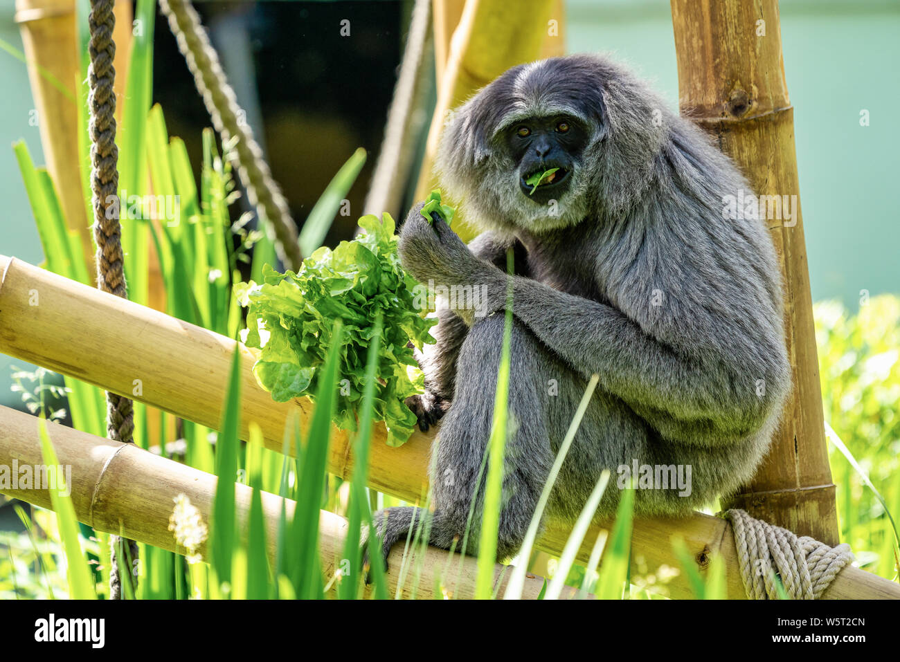 Silbrig Gibbon, Hylobates moloch. Die Silbrigen Gibbon zählt zu den am meisten bedrohten Arten. Stockfoto