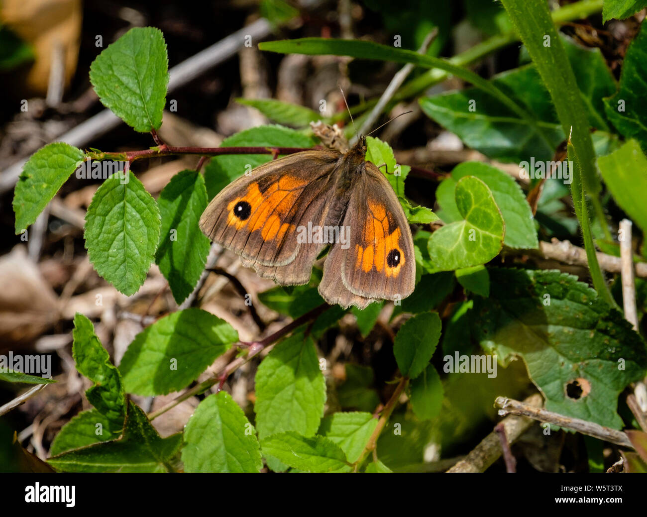 Gatekeeper Pyronia tithonus (Schmetterling), auf Laub, Dorset, England, UK. Stockfoto