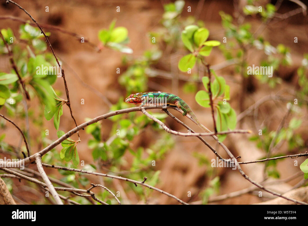 Cameleon close-up. Poema del Mar, Aquarium, Las Palmas Stockfoto