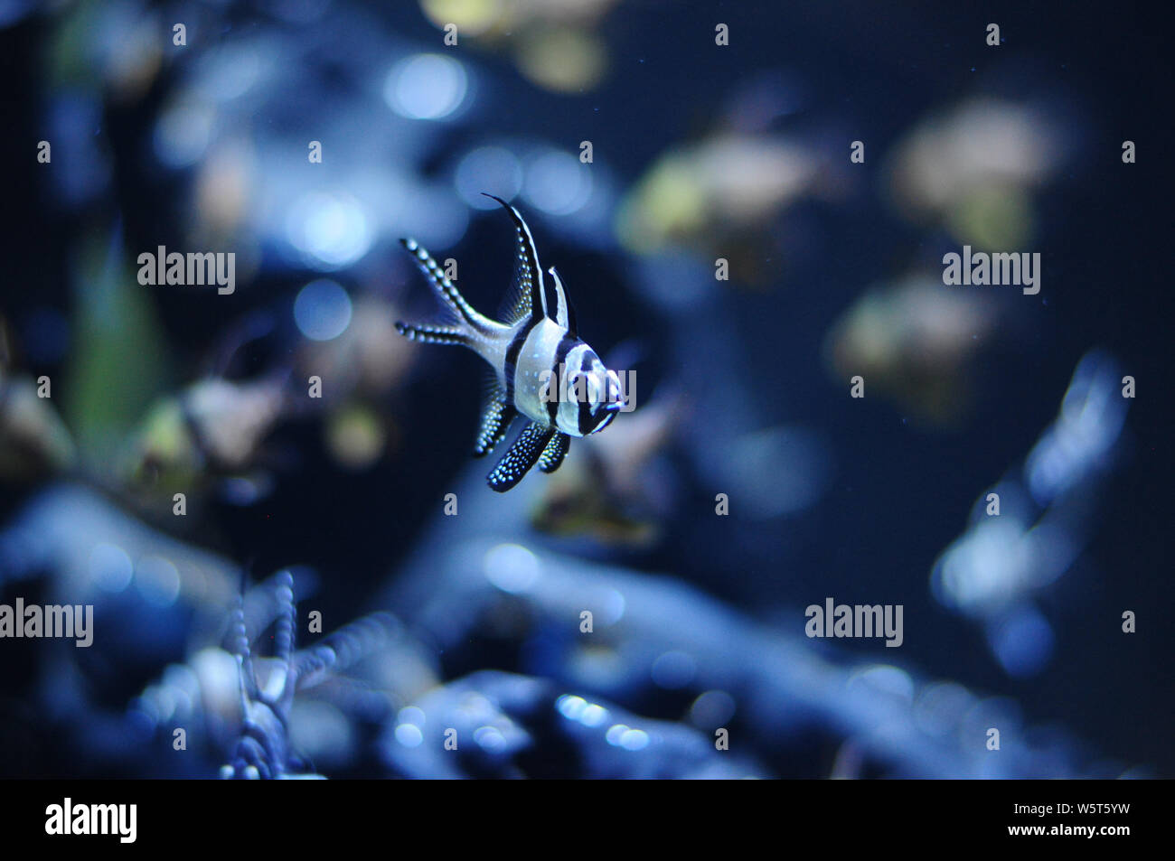Interessante banggai cardinalfish Close-up im neuen Aquarium de Las Palmas, Poema del Mar Gran Canaria Stockfoto