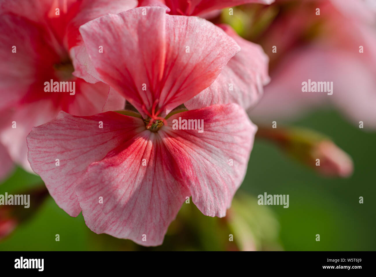 Rosa Blütenblätter Pelargonium zonale Willd. Makrofotografie schöne Blütenblätter, wodurch ein angenehmes Gefühl von Anzeigen von Fotos. Stockfoto