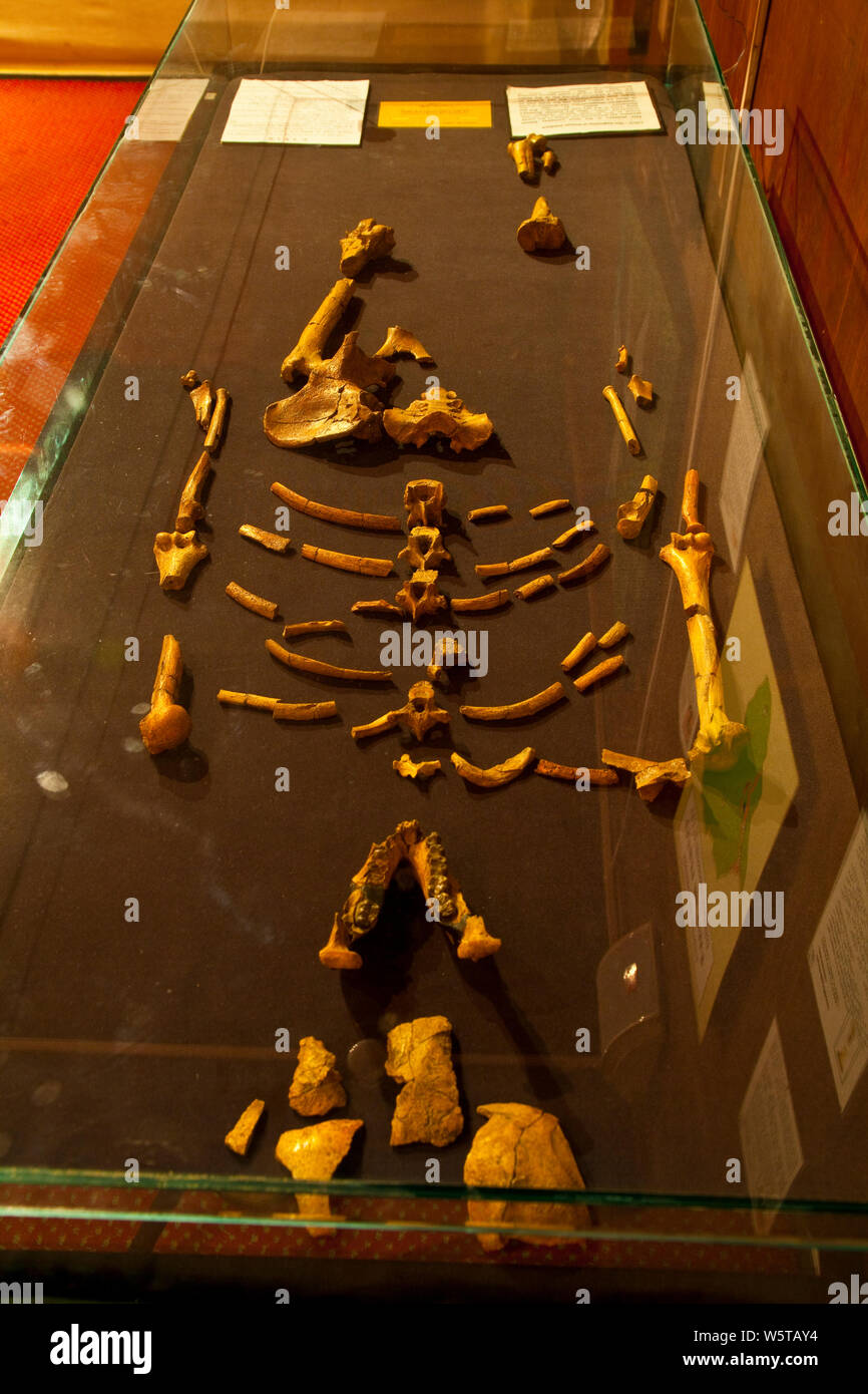 'Lucy' es el esqueleto de un homínido perteneciente a la especie Australopithecus afarensis, de 3,2 millones de años, Museo Nacional de Äthiopien, Addi Stockfoto