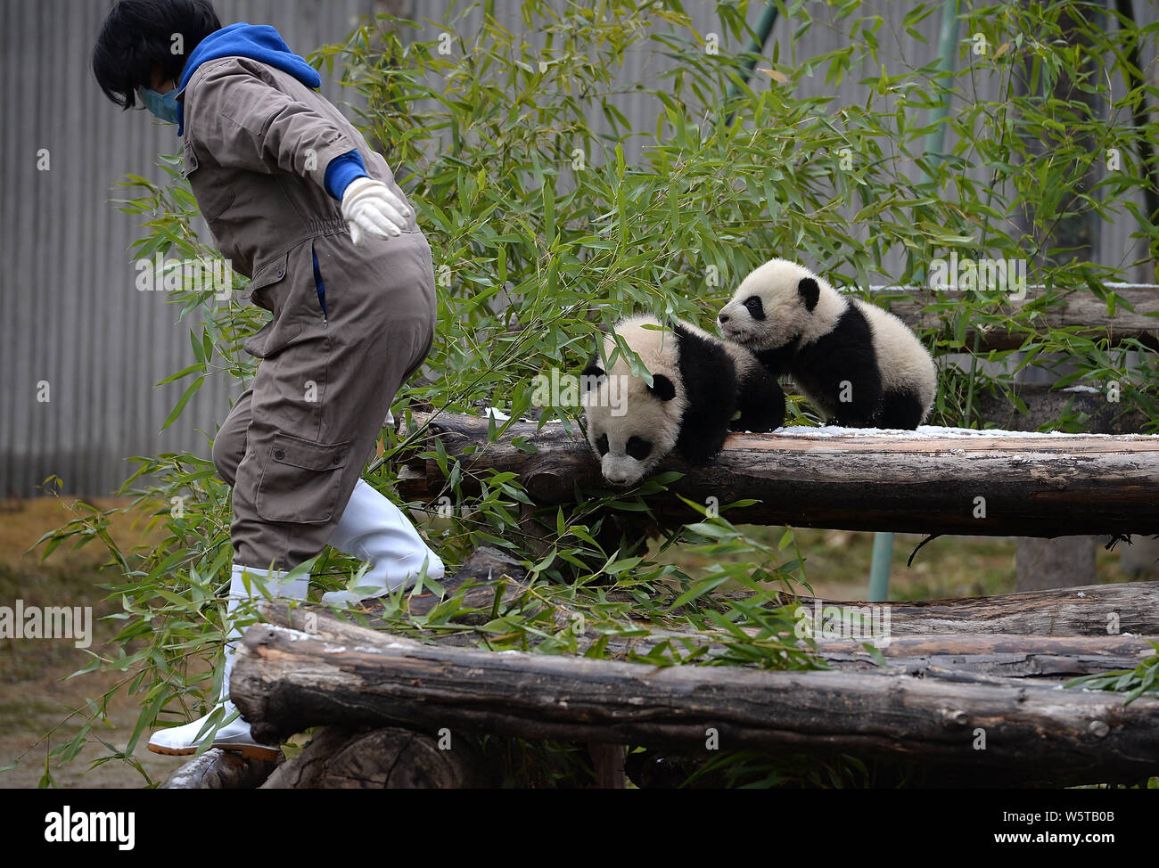 Männlich-weibliche Panda Zwillinge er Er und Mei Mei, beide selbstsichernden und wilde Eltern geboren, sind während der taufzeremonie am Shenshuping Zucht Stockfoto