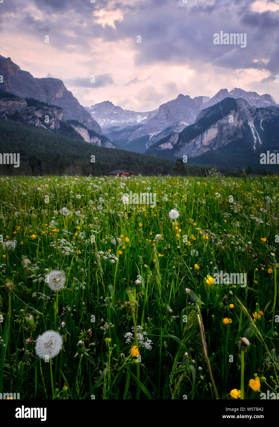 Löwenzahn Feld in Bozen (Dolomiten - Italien) Stockfoto