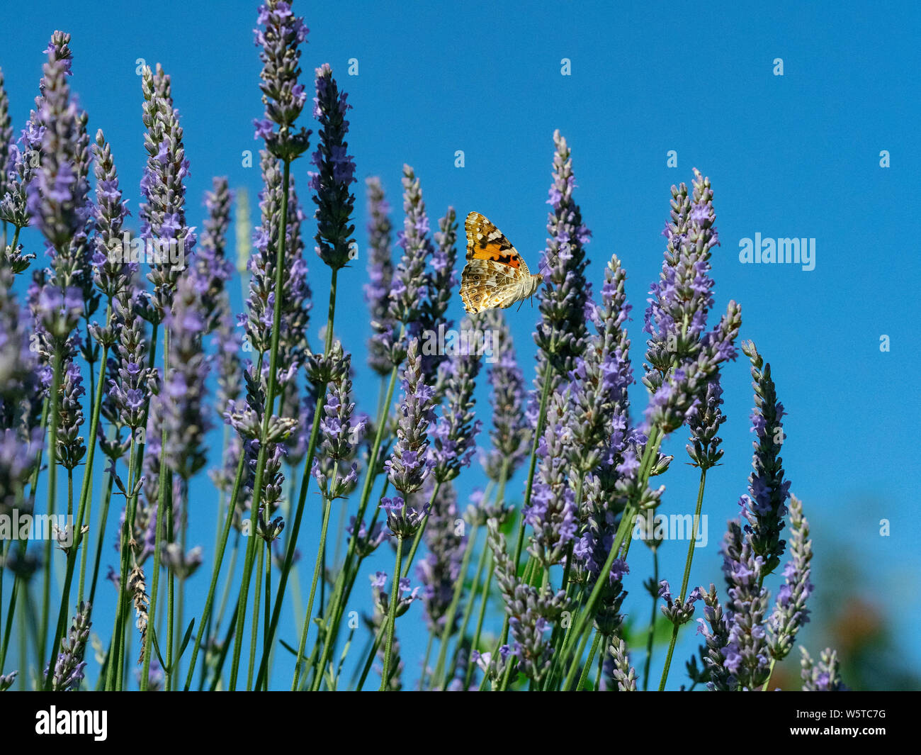 Painted Lady Butterfly Cynthia cardui Fütterung auf Lavendel Blumen im Garten. Am meisten verbreiteten Schmetterling in der Welt Stockfoto