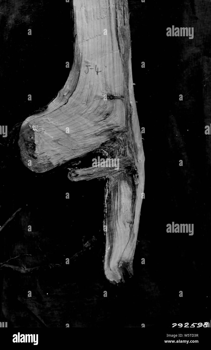 Foto von Armillaria Wurzelfäule der Junge Jack Pine; Umfang und Inhalt: Original Bildunterschrift: armillaria Wurzelfäule der Junge Jack Pine. Zeigt den Eingang des Zerfalls durch eine verrottete Seitliche root und das Eindringen von Harz vor dem Verrotten. Stockfoto