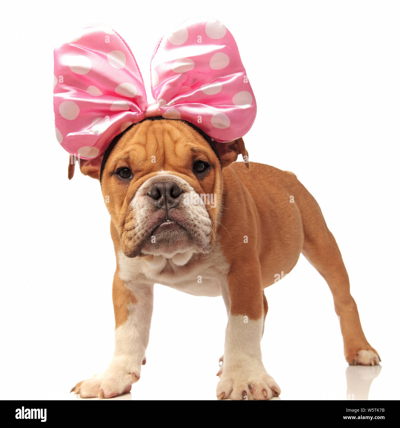 Lustige englische Bulldogge Welpe mit rosa Schleife auf dem Kopf stehend auf weißem Hintergrund Stockfoto
