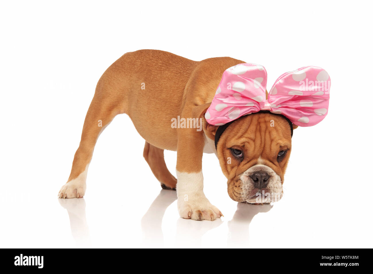 Seitenansicht des niedlichen englische Bulldogge gekleidet, wie Minnie Mouse für Halloween. Es steht auf einem weißen Hintergrund, mit dem Kopf nach unten Stockfoto