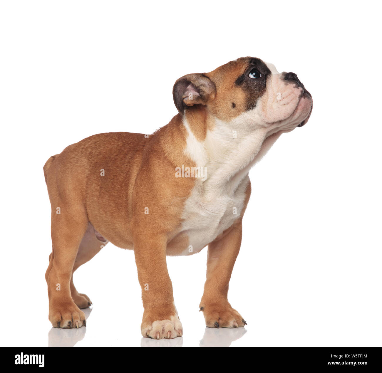 Adorable englische Bulldogge sucht mit Welpen Augen zu Seite beim Stehen auf weißem Hintergrund Stockfoto