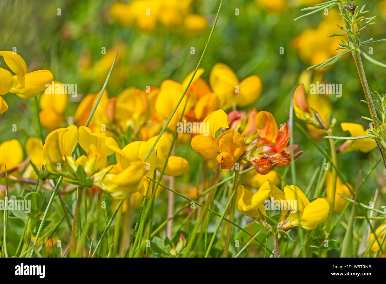 Bird's Foot Trefoil (Lotus corniculatus) in einem Londoner Nature Reserve. Stockfoto