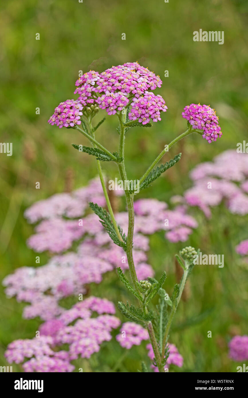 Das Rosa Formular der Schafgarbe (Achillea millefolium) in einem South London Park. Stockfoto