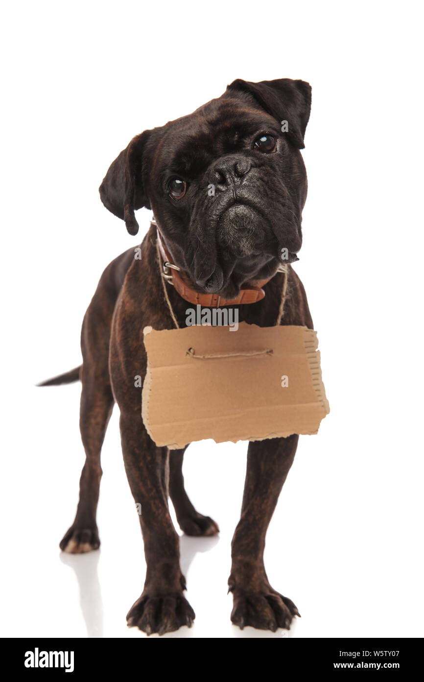 Traurig Boxer mit leeren Karton um den Hals zu Betteln beim Stehen auf weißen Hintergrund und trägt ein braunes Leder Halsband Stockfoto