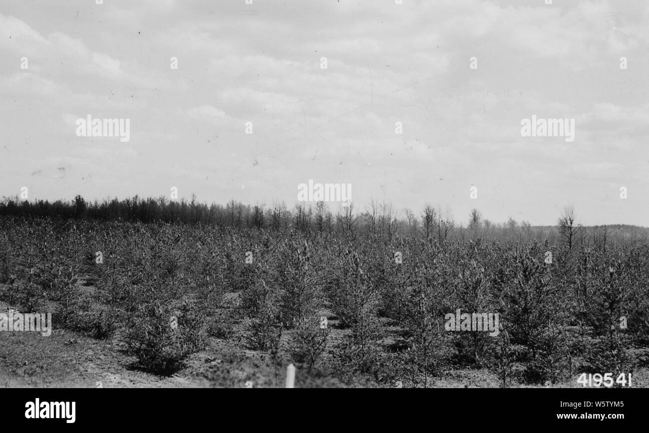 Foto von Plantation P-8; Umfang und Inhalt: Original Bildunterschrift: Plantation P-8 Jack Pine 1936 gegründet. Stockfoto