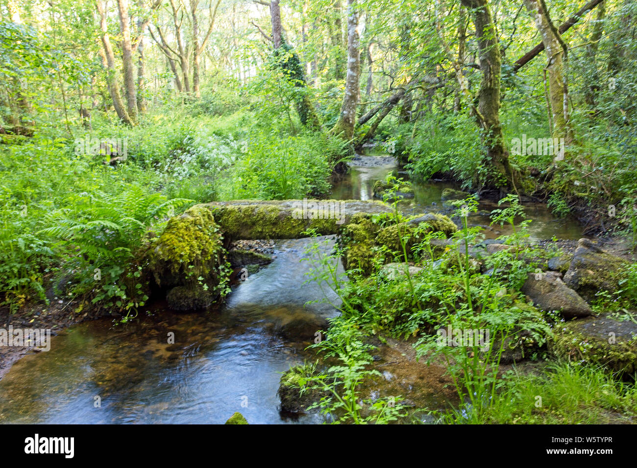 Eine alte Fußgängerbrücke über einen Stream im Waldland, Manaton, Nationalpark Dartmoor, Devon, England, UK. Stockfoto