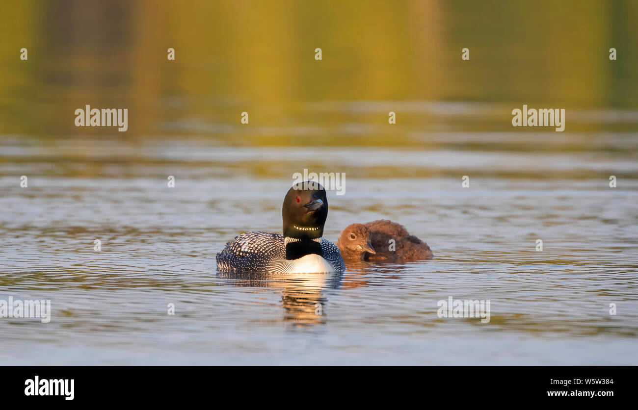 Gemeinsame Eistaucher (Gavia Immer) Schwimmen mit Küken durch Ihre Seite auf White Lake, Ontario, Kanada Stockfoto