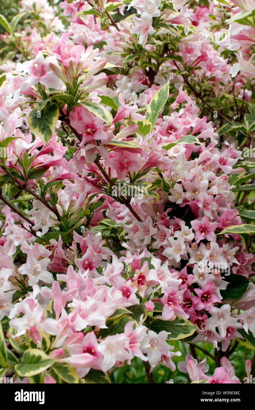 Weigela Florida 'Variegta' Frühling blühenden Garten laubabwerfende Strauch in voller Blüte. Stockfoto