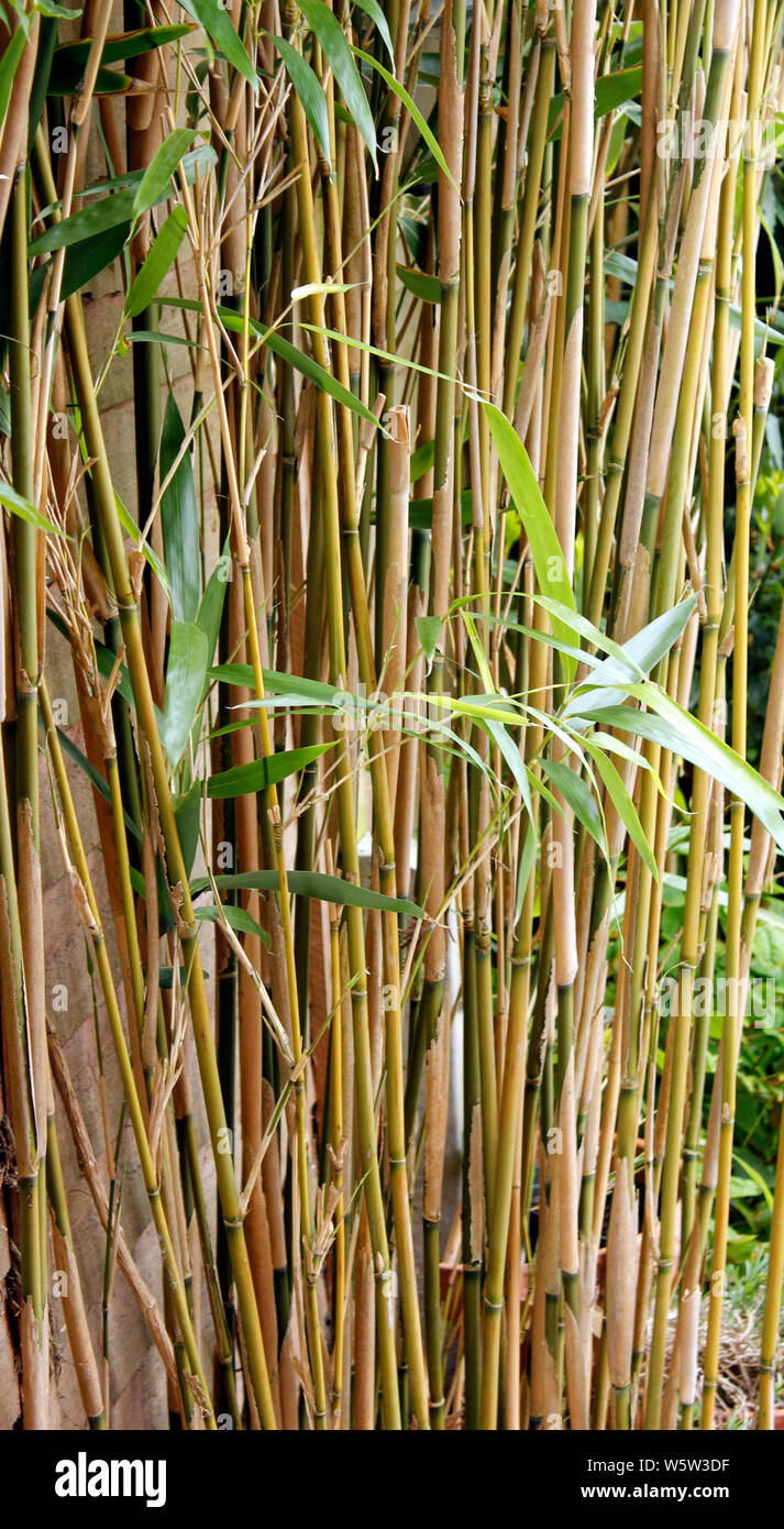 Phyllostachys (Bambus) auffllige Bschel der aufrechten Stcken  Stockfotografie - Alamy