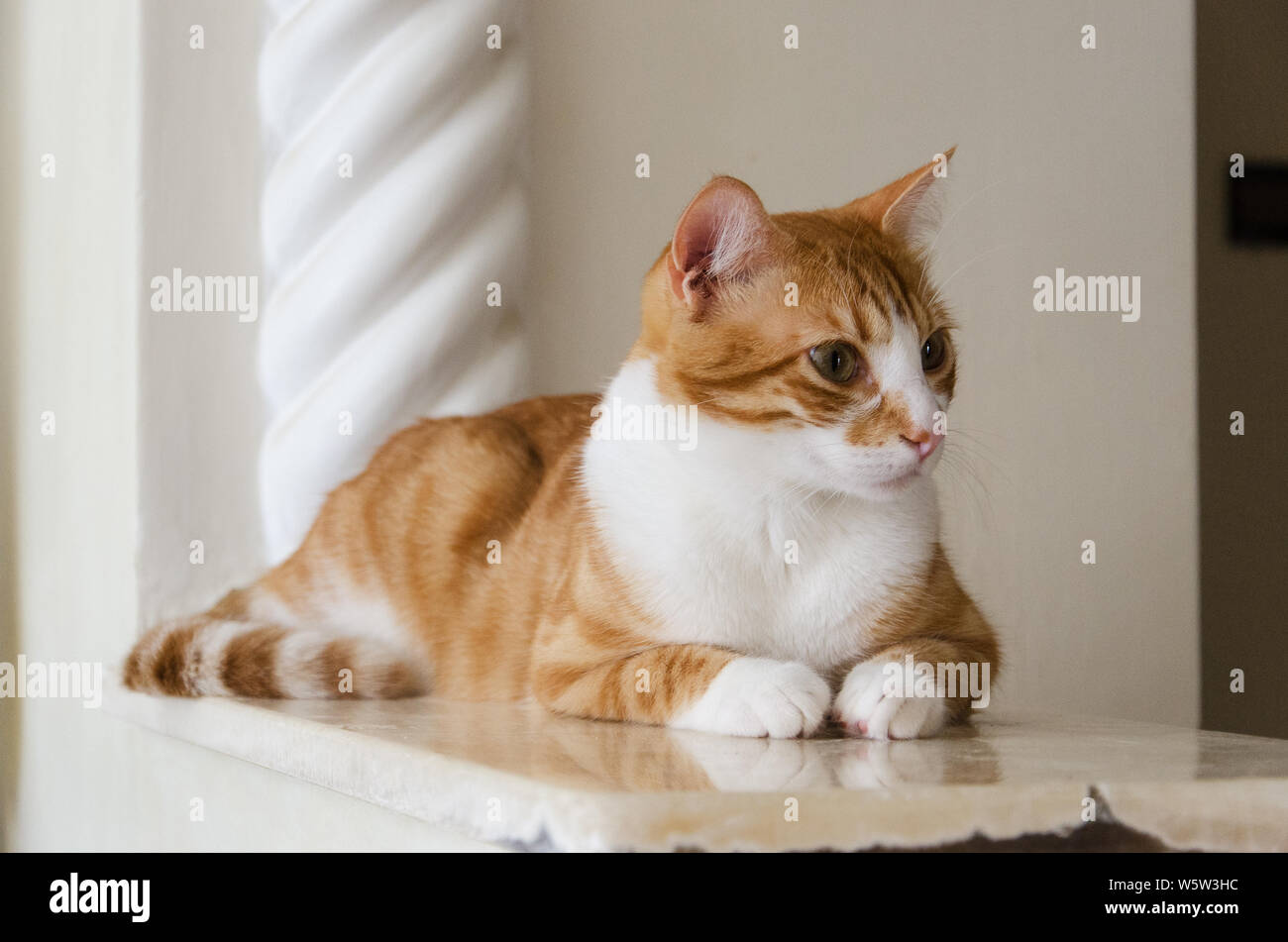 Heero, eine süße und liebevolle Katze, stellt ein Foto im Hochformat Stockfoto