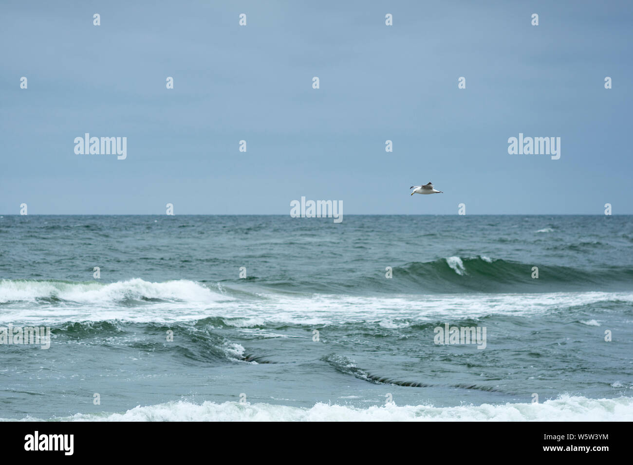 Eine Möwe ist auf der Suche nach Nahrung über die Brandung an der Küste der Ostsee, Chlopy, Polen. Stockfoto
