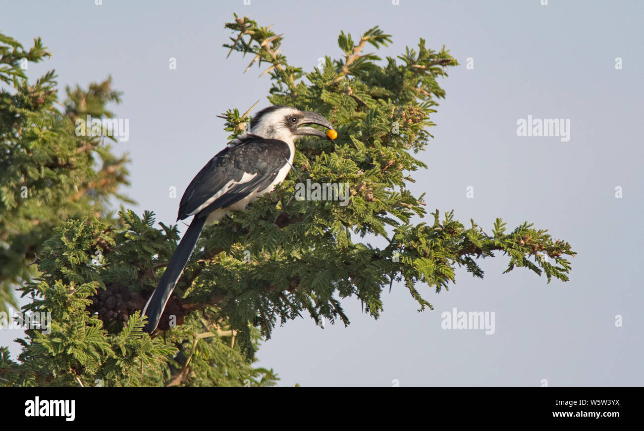 Weibliche Von der Decken's Hornbill (Tockus deckeni) Stockfoto