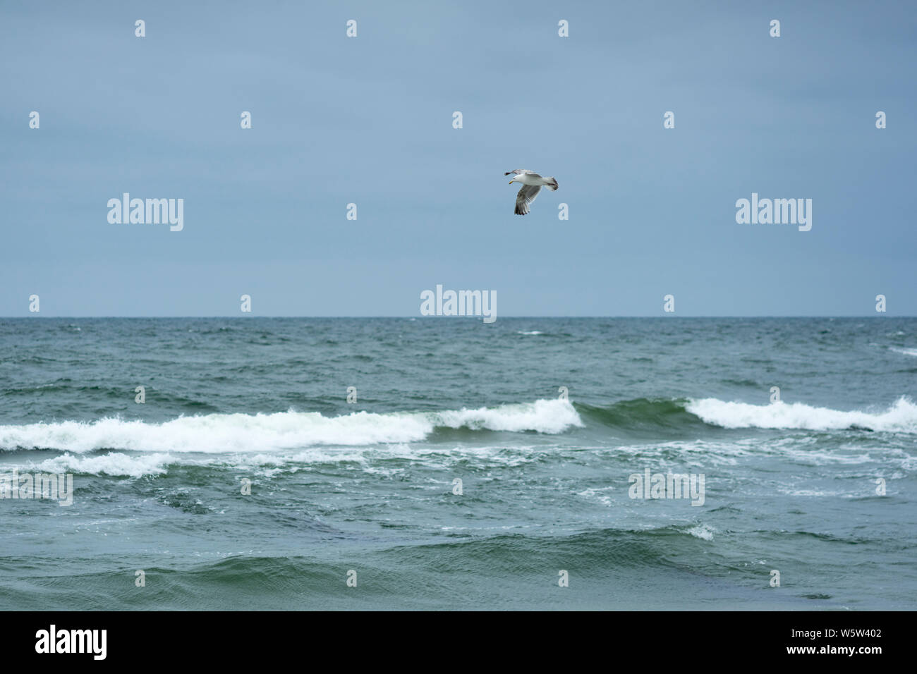 Eine Möwe ist auf der Suche nach Nahrung über die Brandung an der Küste der Ostsee, Chlopy, Polen. Stockfoto