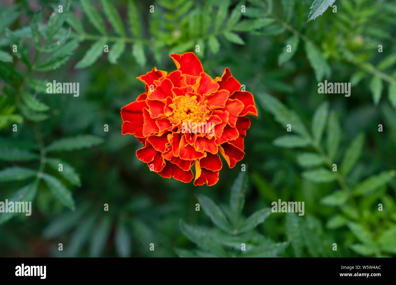Eine rote Blume von Tagetes wachsen im Garten. Close-up Ringelblume Blumen (Tagetes erecta, afrikanische Ringelblume Blume, Schwarz Samt) Stockfoto