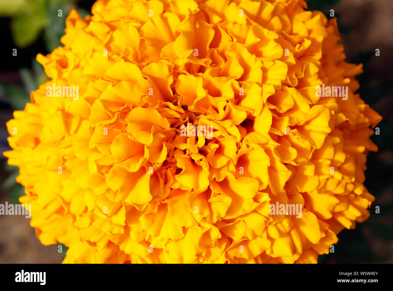In der Nähe von French Marigold in voller Blüte Stockfoto