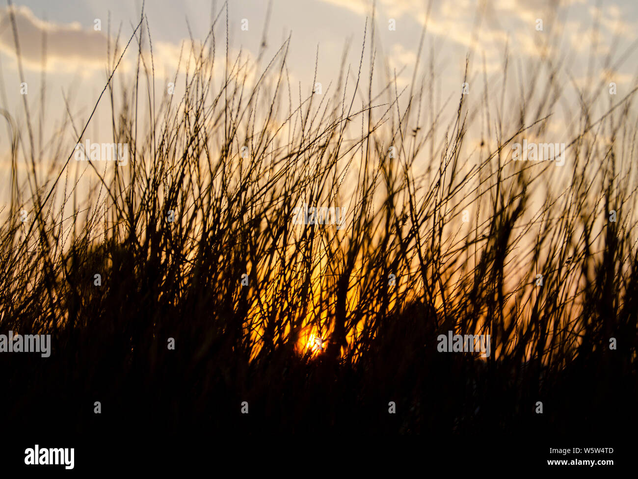 Das Gras auf dem Feld während Sunrise mit Wolken im Himmel als Hintergrund. Stockfoto