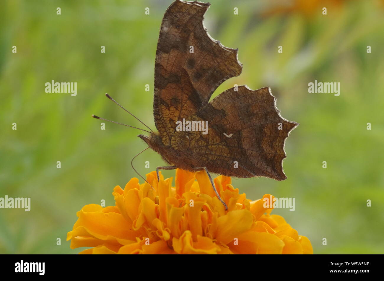 Braune Schmetterling auf gelbe Blume Stockfoto