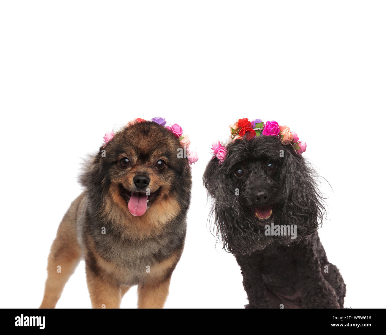 Pommern und Pudel tragen Blumen Krone beim Stehen auf einem weißen Hintergrund, keuchend Stockfoto