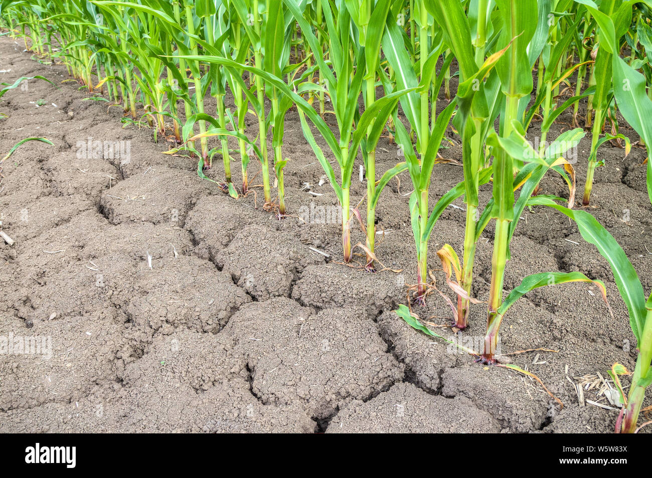 Rund zwei Drittel der Ackerflächen in Deutschland wird von Weizen, Gerste, Mais und Raps. Diese monokulturen zerstören die Erde langfristig. Stockfoto