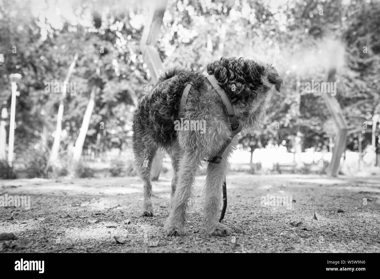 Hund Kühlung, Gefühl der Erleichterung in den Schatten unter Sprinklern, nebelmaschinen in einem Park. Heat Wave. Stockfoto