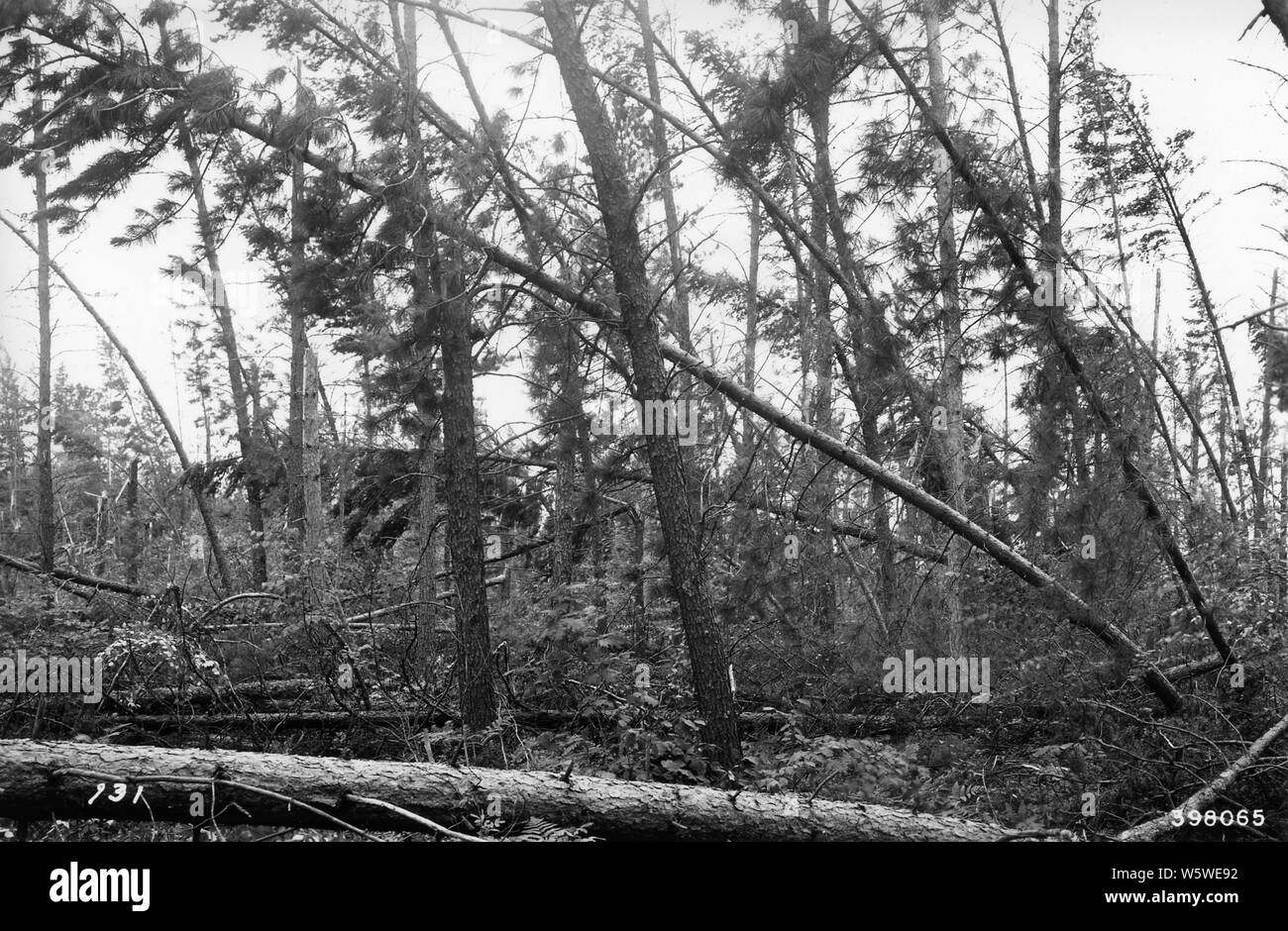 Foto von Sturmschäden; Umfang und Inhalt: Original Bildunterschrift: Sturm, Cass Lake, Minn Thrifty 70 Jahr alt gemischt Kiefer in der Nähe des Pike Bay Camp. Irreparabel beschädigt. Stockfoto