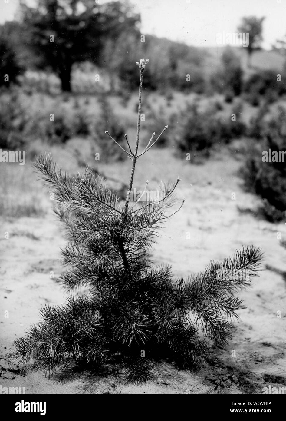 Foto von typischen Schäden an Jack Pine, verursacht durch Jack Pine Sawfly Larven; Umfang und Inhalt: Original Bildunterschrift: typische Schäden an Jack Pine (Pinus banksiana) von Jack verursacht Kiefer sawfly Larven. Dieser Baum in Kap. 30, 21-11; Plantation zeigt Schäden, vier Tage nach der Brut geschlüpft. Prompt Spritzen mit Lead Arsenate, Leinöl und Wasser gestoppt weiter ausbreiten und Schäden. Stockfoto