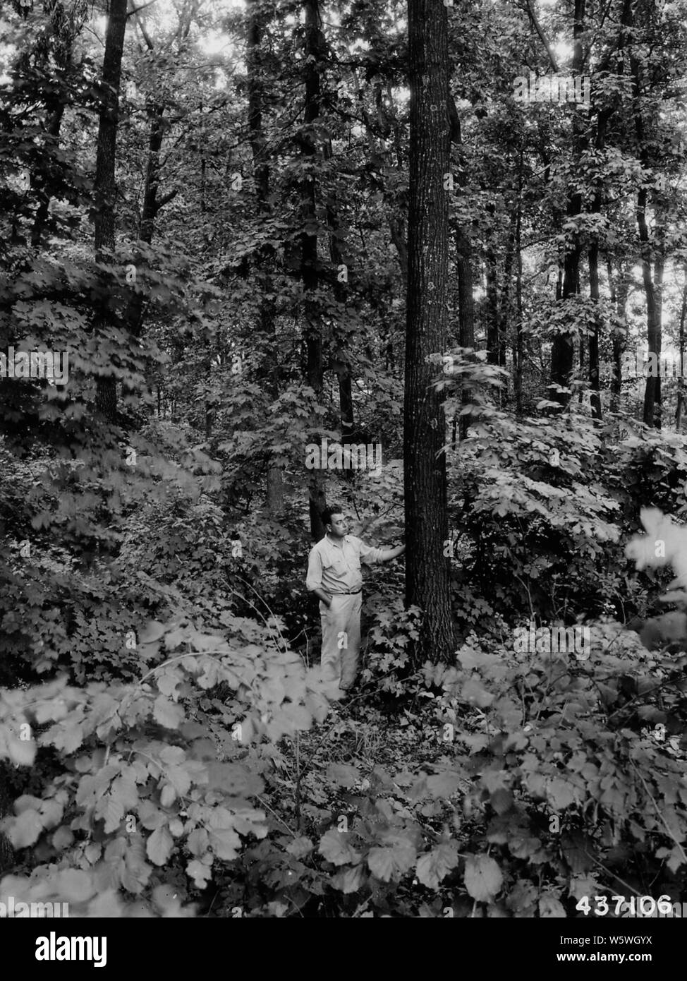 Foto der Jungen reife rote Eiche; Umfang und Inhalt: Original Bildunterschrift: Junge reife rote Eiche im Stand der gemischten Eiche, Linde und Ahorn. Milo Pederson. Stockfoto