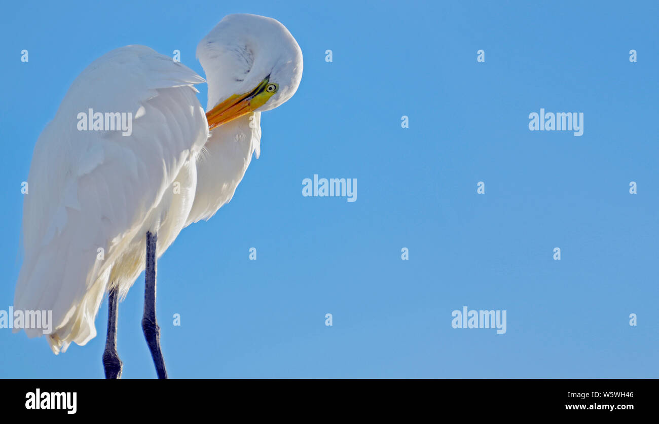 Silberreiher putzen Flügel mit stark gebogenen Hals, Augenmaske, gelb und orange Schnabel, sonnendurchfluteten Front gegen sonnigen blauen Himmel. Stockfoto