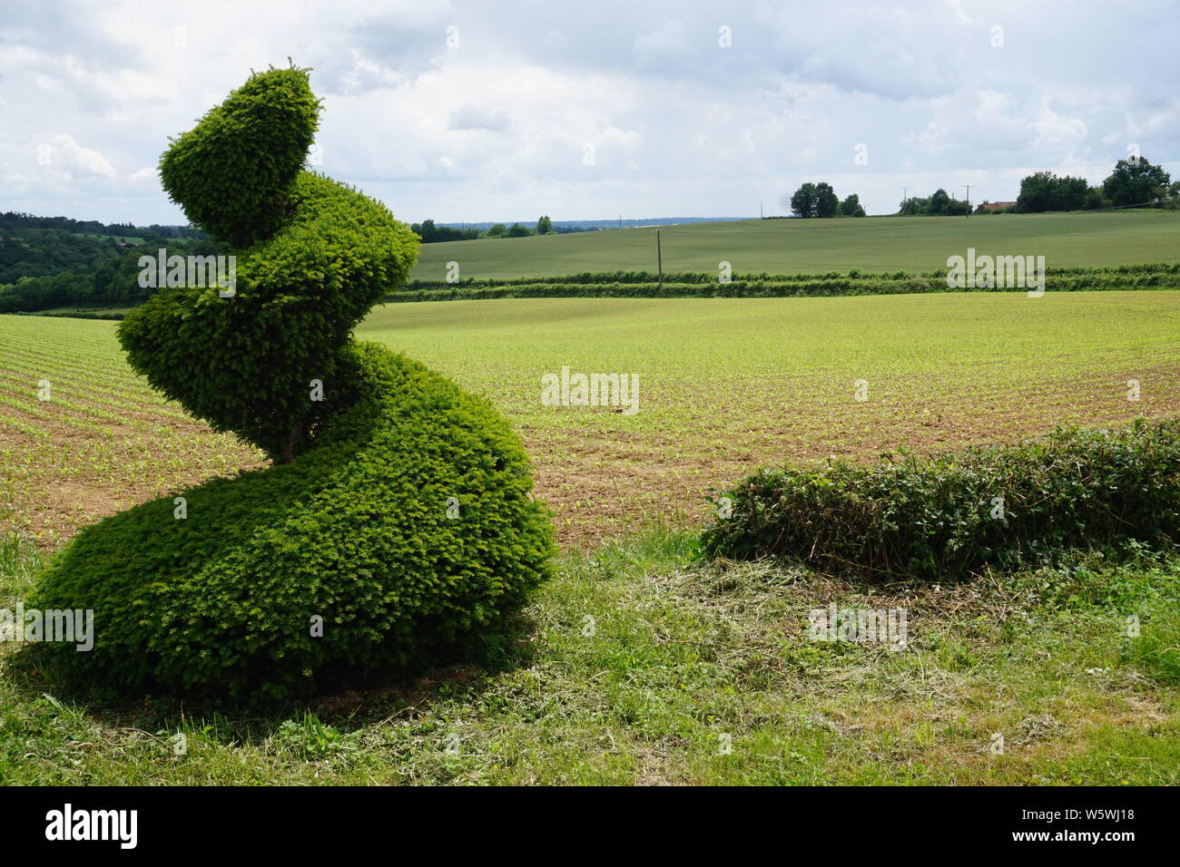 Spaß Überraschung in der Landschaft von einer Verkleidung flame Green Bush in der Mitte von Nirgendwo Stockfoto