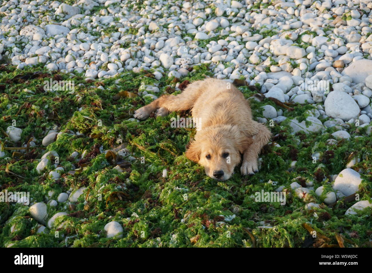 Kiesel Algen Stockfotos und bilder Kaufen Alamy