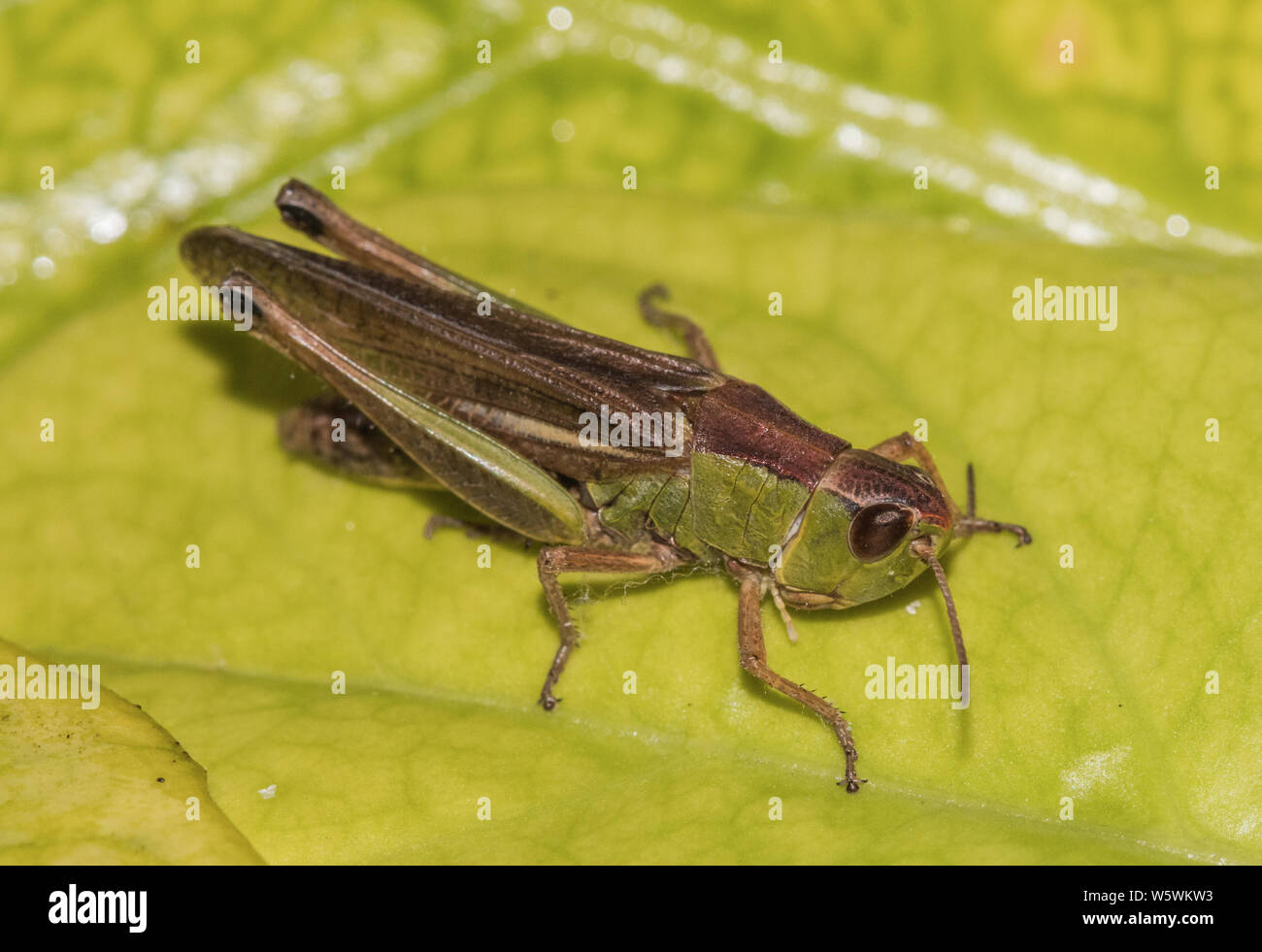 Wiese Heuschrecke, Chorthippus parallelus, Nymphe, Natur, Tierwelt, Vereinigtes Königreich coutryside Juli 2019 Stockfoto