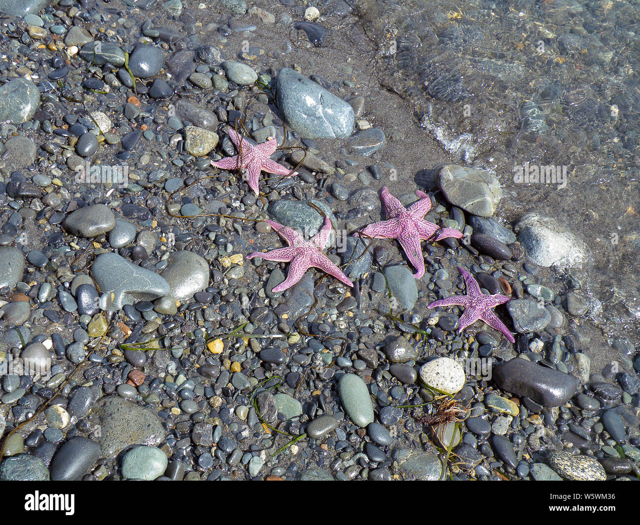 Rosa Seestern auf steinigem Strand in Alaska Stockfoto