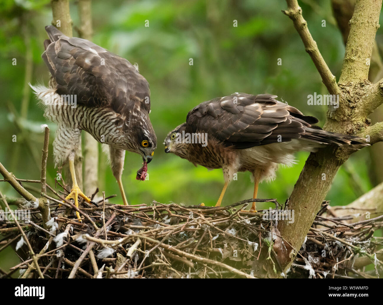 Einen weiblichen Sperber (Fütterung einer Ihrer flügge Accipiter nisus), Lincolnshire Stockfoto