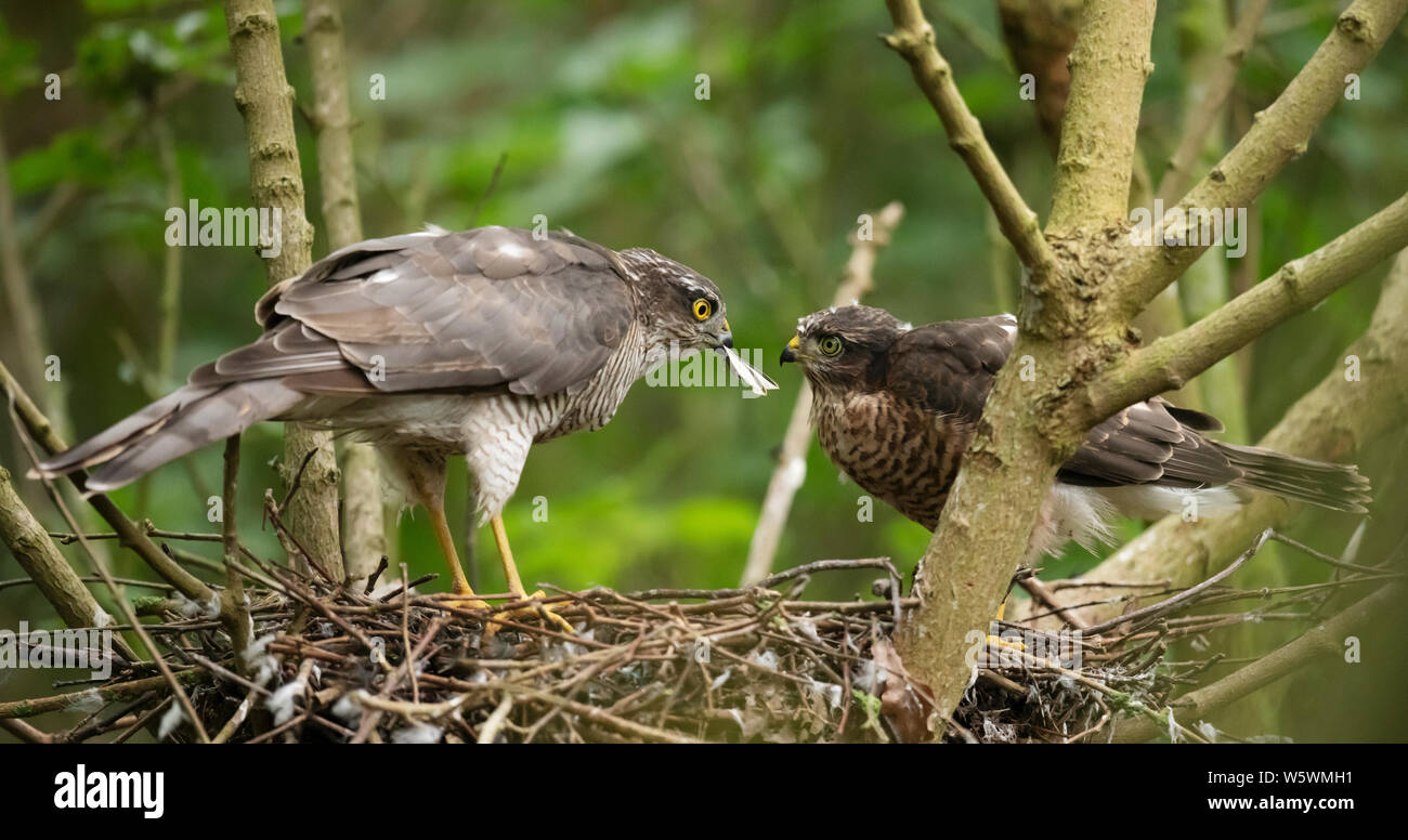 Einen weiblichen Sperber (Fütterung einer Ihrer flügge Accipiter nisus), Lincolnshire Stockfoto