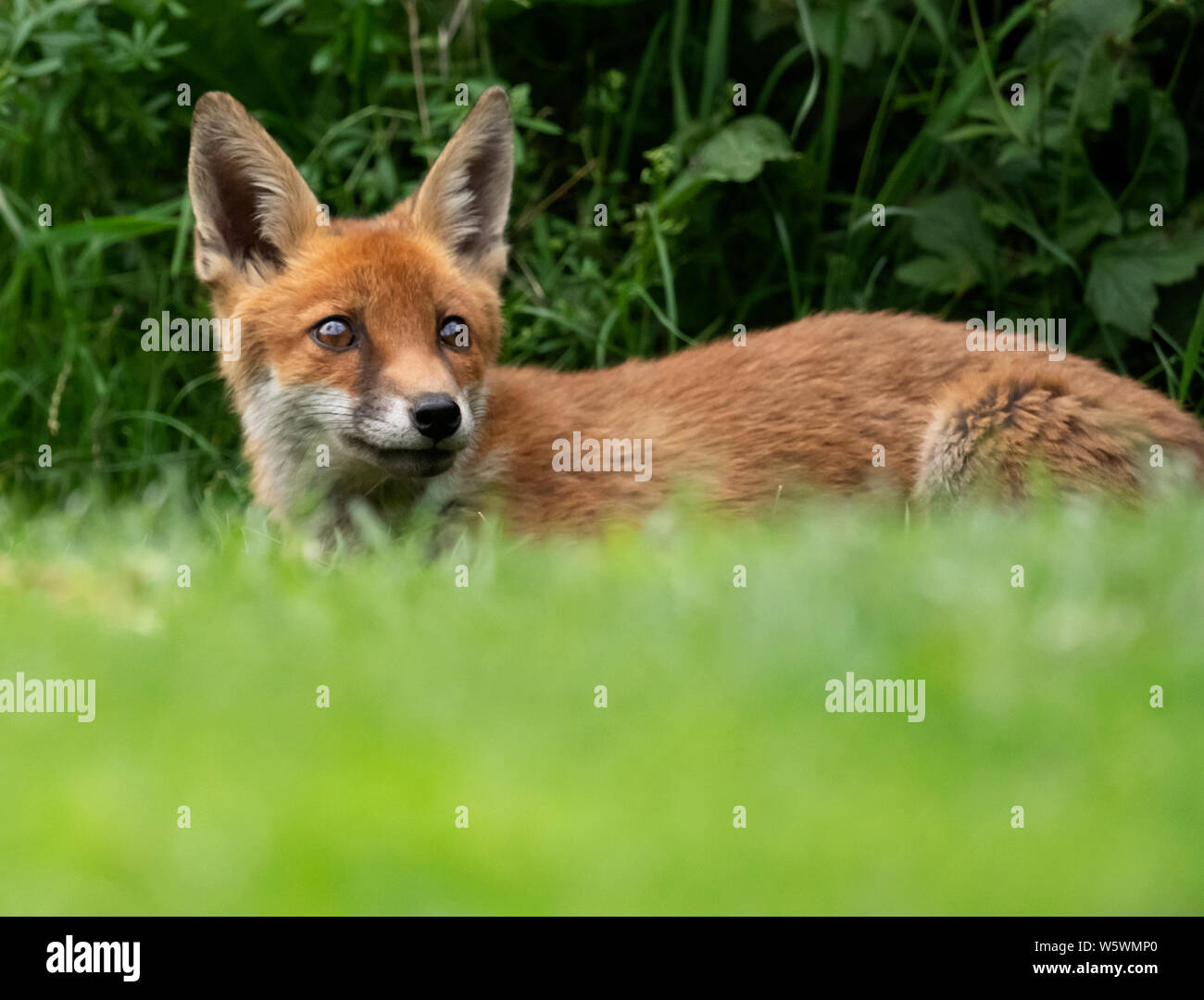 Eine wilde Red Fox (Vulpes vulpes) entspannt in den frühen Abend, Warwickshire Stockfoto