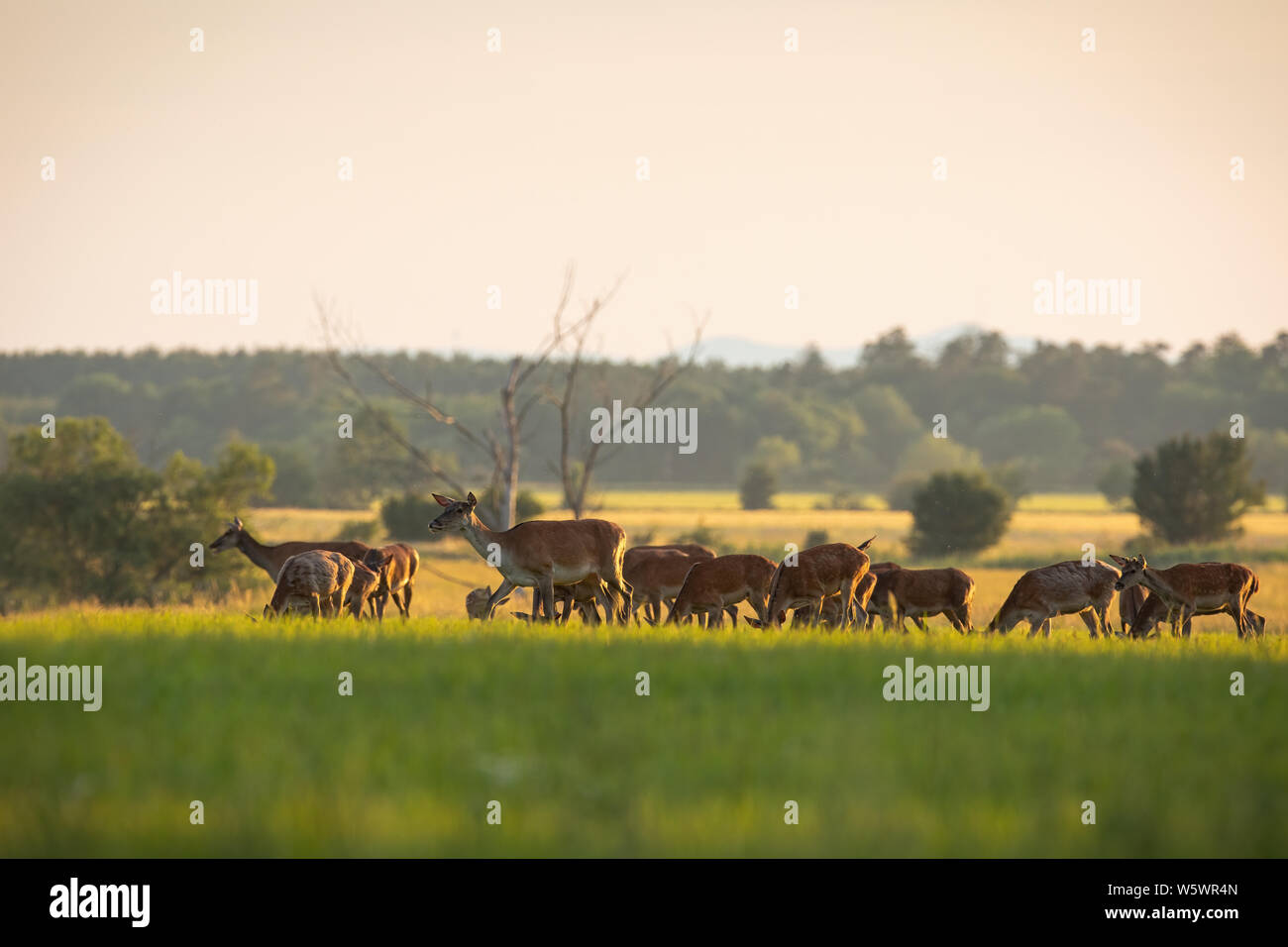 Zahlreiche Herde von Rotwild, Cervus elaphus, hinds und Kälber weiden auf ein frisches grünes Gras im Frühling bei Sonnenuntergang. Gruppe von viele Tiere in der Natur. Frieden Stockfoto