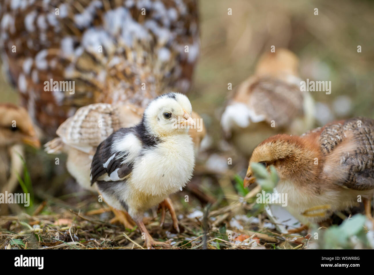 Steinhendl/Stoapiperl flügge, einer vom Aussterben bedrohten Rasse Huhn aus Österreich Stockfoto