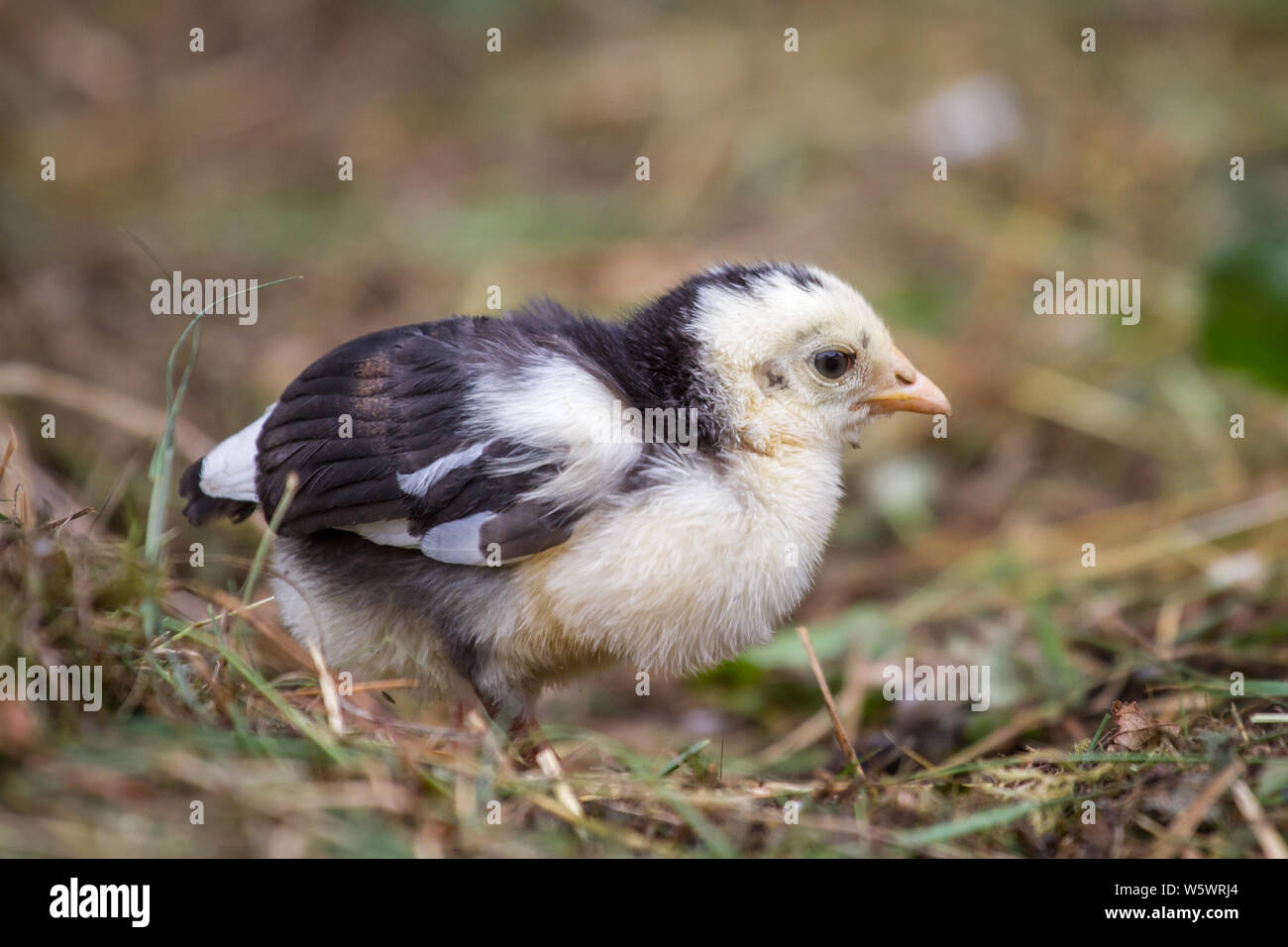 Steinhendl/Stoapiperl Junge, einer vom Aussterben bedrohten Rasse Huhn aus Österreich Stockfoto