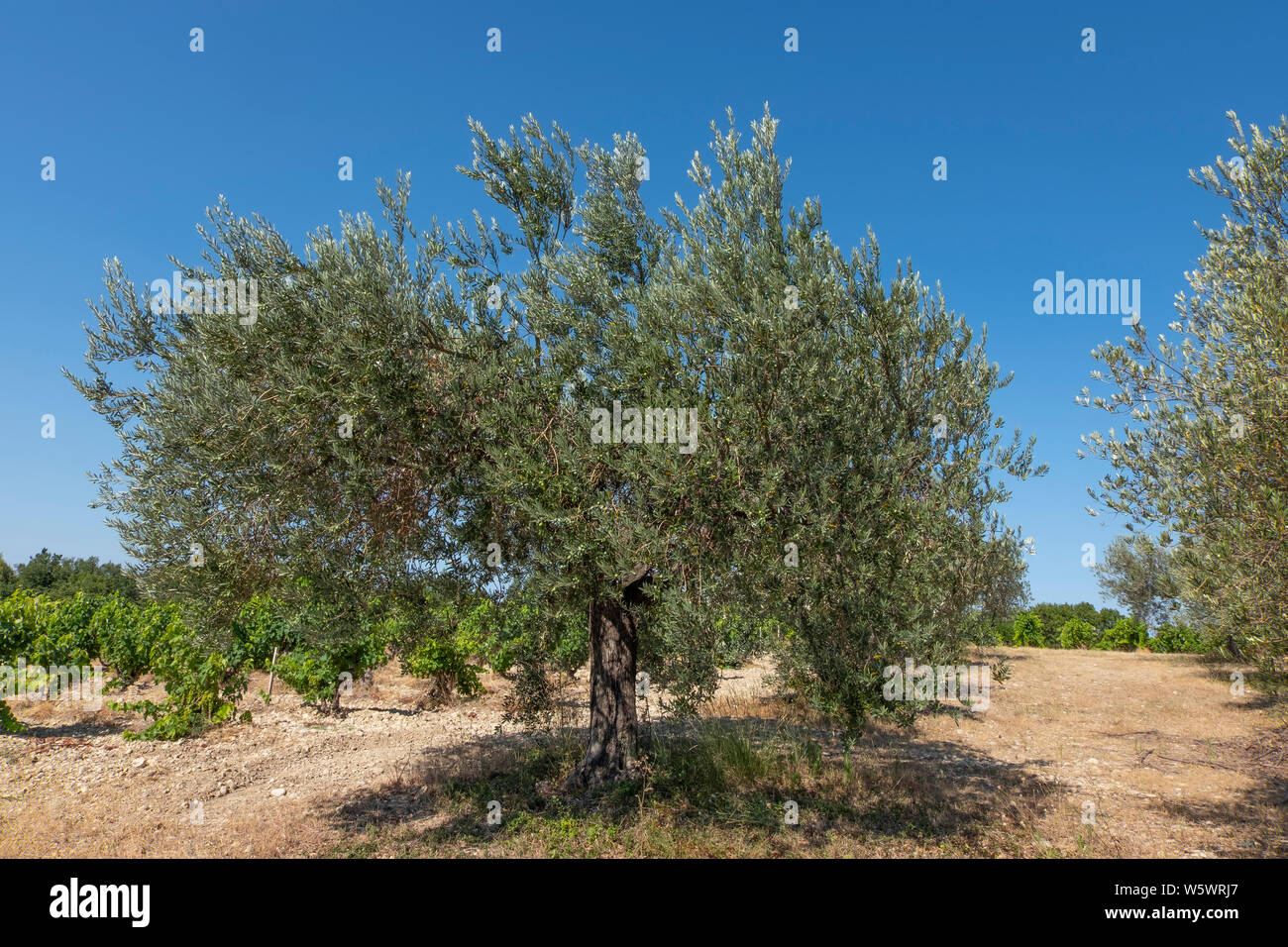 Olivenbäume in der Nähe von Rasteau, Provence-Alpes-Cote d'Azur, Frankreich Stockfoto
