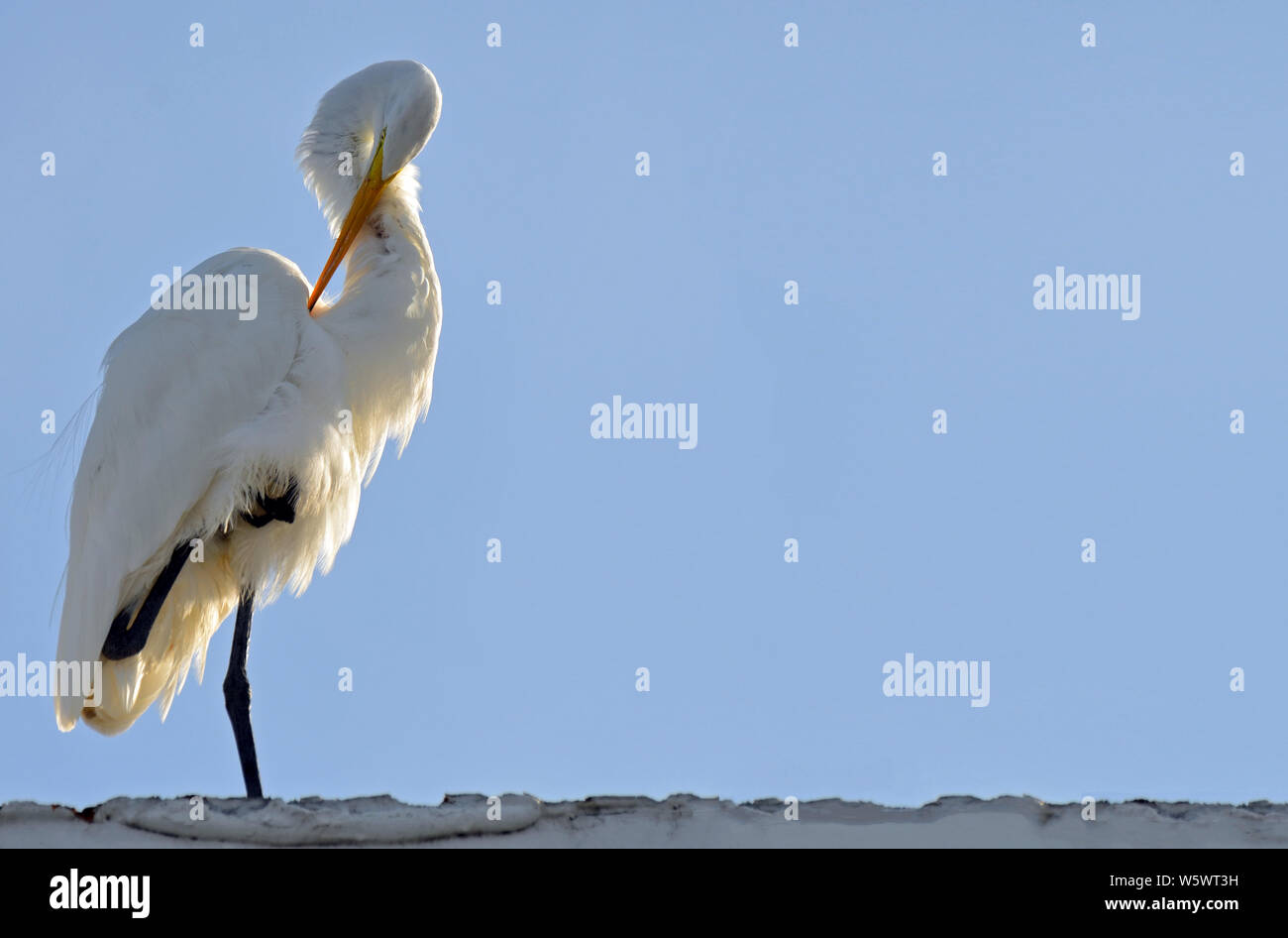 Silberreiher Stehen auf einem Bein putzen mit gebogenen Hals im Violinschlüssel Form, Augenmaske, gelb und orange Schnabel, sonnendurchfluteten Front gegen den blauen Himmel. Stockfoto